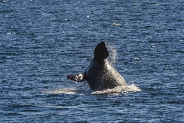 Zachowanie Skoków Wielorybów Półwyspie Valdes Patagonia Argentyna — Zdjęcie stockowe