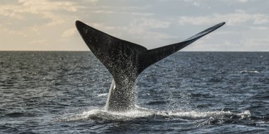 Sohutern sağ balina kuyruğu, nesli tükenmekte olan türler, Patagonya, Argenti