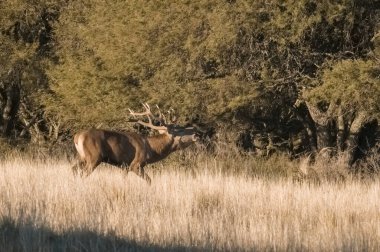 Calden Ormanı 'nda dişi kırmızı, La Pampa, Arjantin. 
