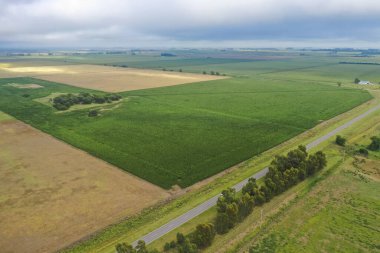 Mısır ekimi, Buenos Aires Eyaleti, Arjantin.
