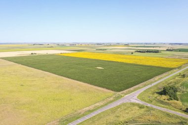 Mısır ekimi, Buenos Aires Eyaleti, Arjantin.
