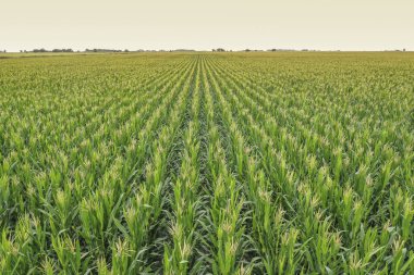 La Pampa Eyaleti, Arjantin 'deki Cornfield 
