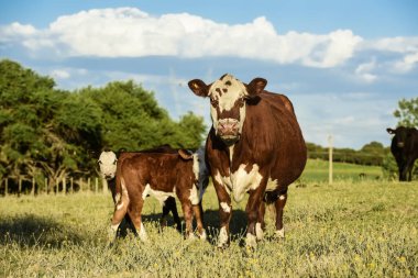 Cattle and  calf, Pampas countryside, La Pampa Province, Argentine clipart