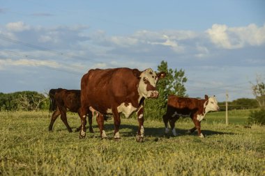 Sığır ve buzağı, Pampas kırsalı, La Pampa Eyaleti, Arjantin