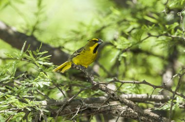 Sarı Kardinal, Gubernatrix Cristata, La nesli tükenmekte olan türler. 