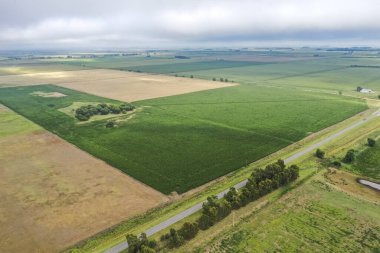 Mısır ekimi, Buenos Aires Eyaleti, Arjantin.