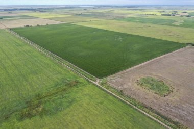 Mısır ekimi, Buenos Aires Eyaleti, Arjantin.