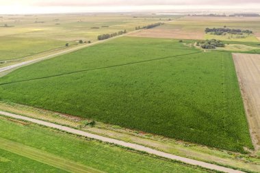 Mısır ekimi, Buenos Aires Eyaleti, Arjantin.