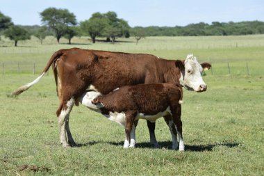 Sığır ve buzağı emiyor, Arjantin kırsal kesimi, La Pampa Eyaleti