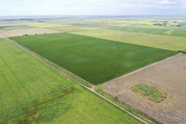 Mısır ekimi, Buenos Aires Eyaleti, Arjantin.