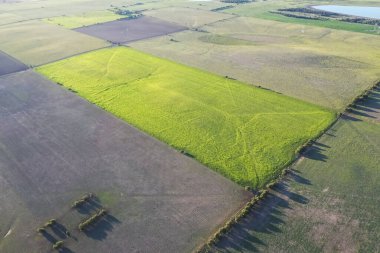 Mısır ekimi, Buenos Aires Eyaleti, Arjantin.