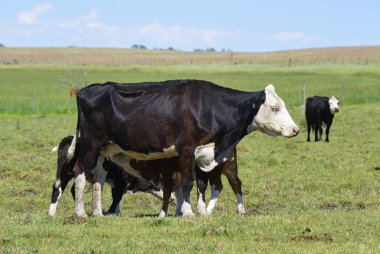 Arjantin kırsalında sığırlar, La Pampa Eyaleti, Arjantin.