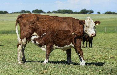 Sığır ve buzağı emiyor, Arjantin kırsal kesimi, La Pampa Eyaleti
