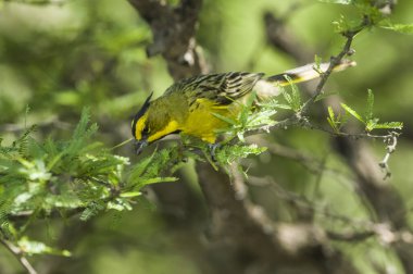 Sarı Kardinal, Gubernatrix Cristata, La Pampa, Arjantin 'de nesli tükenmekte olan türler