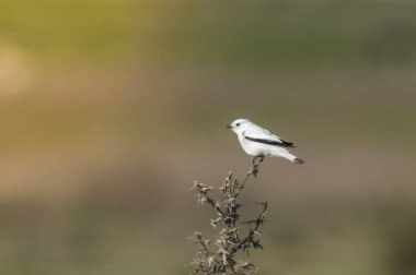 Beyaz monjita, xolmis irupero, tünemiş, Patagonya Arjantin
