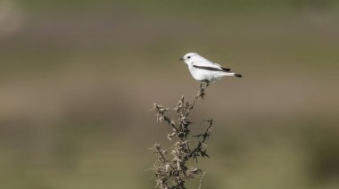 Beyaz monjita, xolmis irupero, tünemiş, Patagonya Arjantin