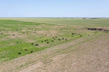 Arjantin kırsalında sığırlar, La Pampa Eyaleti, Arjantin.