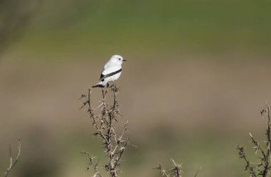 Beyaz monjita, xolmis irupero, tünemiş, Patagonya Arjantin