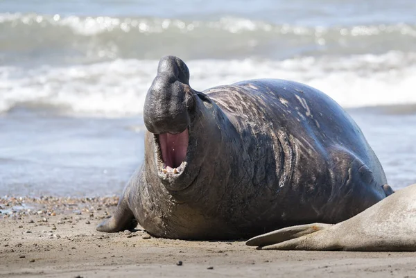 Männliche Elefantenrobbe Halbinsel Valdes Patagonien Argentinien — Stockfoto