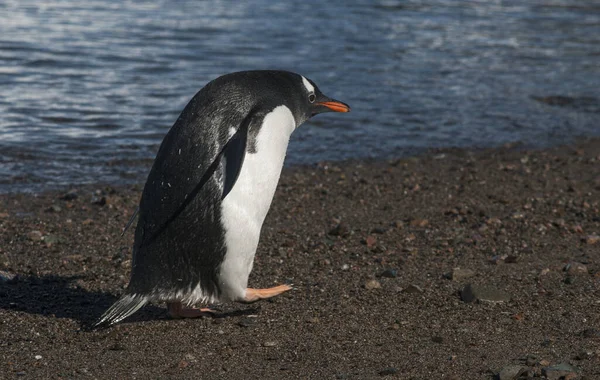 Pinguim Gentoo Com Pintinho Porto Neko Antártica — Fotografia de Stock
