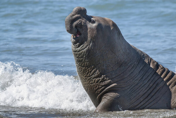 Male elephant seal, Peninsula Valdes, Patagonia, Argentina
