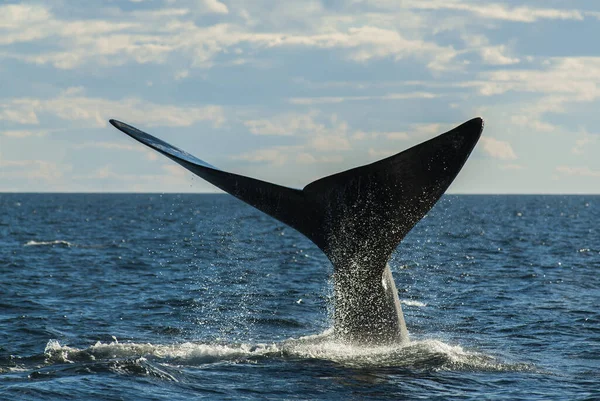 Sohutern Правый Китовый Хвост Исчезающие Виды Патагония Аргентина — стоковое фото