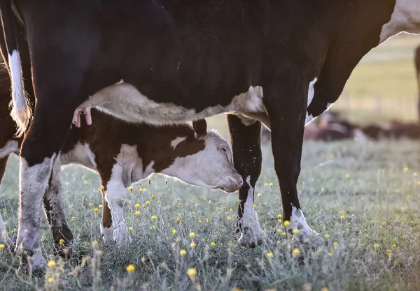 Succión Ganado Vacuno Ternera Campo Argentino Provincia Pampa —  Fotos de Stock