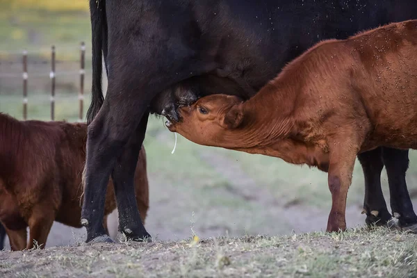 Cattle Calf Sucking Argentine Countryside Pampa Provinc — Stock Photo, Image