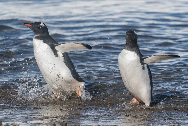 Pinguim Gentoo Com Pintinho Porto Neko Antártica — Fotografia de Stock