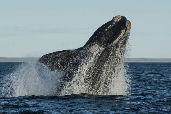 Sohutern Right Whale Jumping Endangered Species Patagonia Arge — Stock Photo, Image