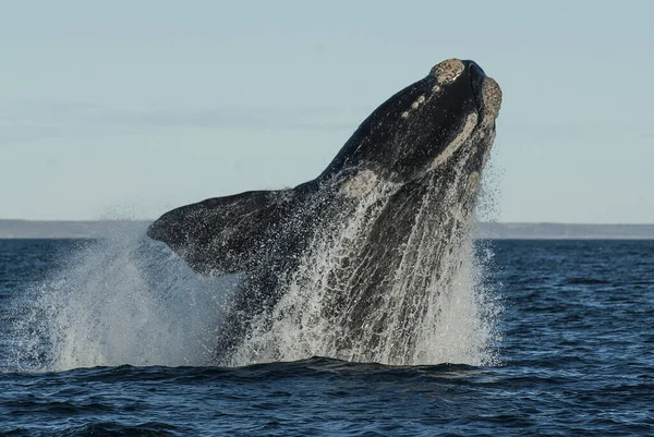 Sohutern Salto Baleia Franca Espécies Ameaçadas Extinção Patagônia Arge — Fotografia de Stock