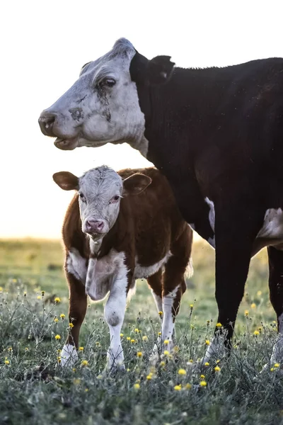 Succión Ganado Vacuno Ternera Campo Argentino Provincia Pampa —  Fotos de Stock