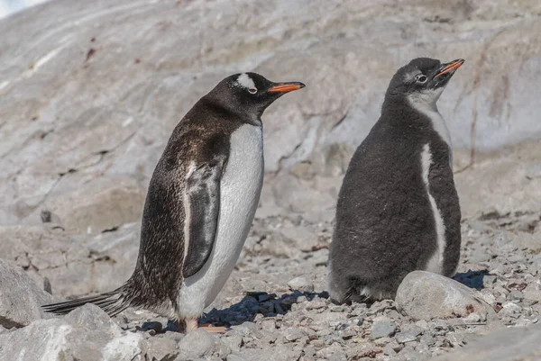 Pinguim Gentoo Com Pintinho Porto Neko Antártica — Fotografia de Stock