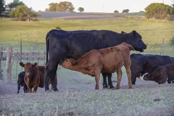 Succión Ganado Vacuno Ternera Campo Argentino Provincia Pampa —  Fotos de Stock