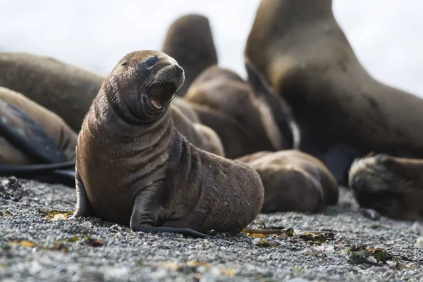 Sea Lions Peninsula Valdes Heritage Site Patagonia — 스톡 사진