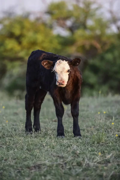 Pampa省阿根廷农村的小牛犊 — 图库照片