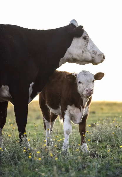 Succión Ganado Vacuno Ternera Campo Argentino Provincia Pampa —  Fotos de Stock