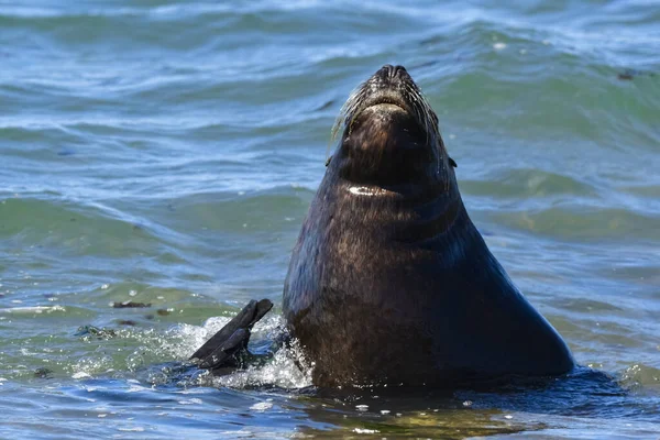 Weiblicher Seelöwe Halbinsel Valdes Patagonien Argentinien — Stockfoto