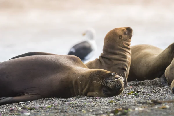 Sea Lions Resting Patagonia Argentina — Stock Photo, Image