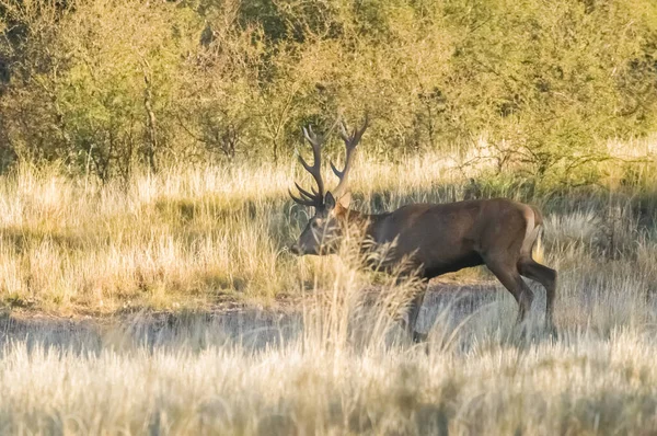 Female Red Calden Forest Pampa Argentina — Stock Photo, Image