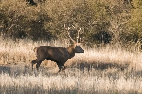 Female Red Calden Forest Pampa Argentina — Stock Photo, Image