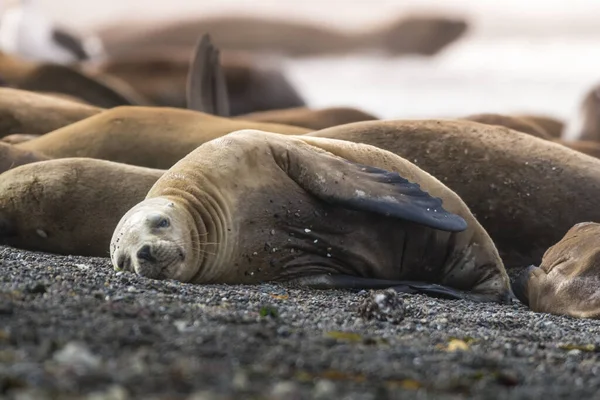 Sea Lions Resting Patagonia Argentina — Stock Photo, Image