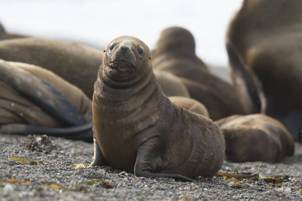 Sea Lions, Patagonia, Argentina