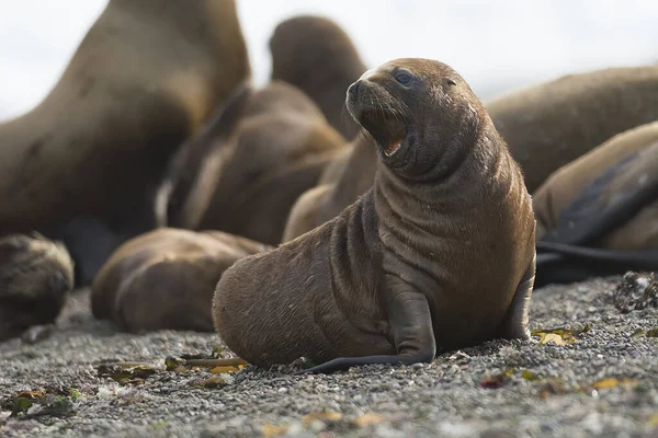 Sjölejon Patagonien Argentina — Stockfoto