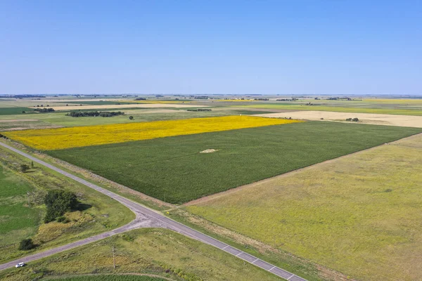 Mısır ekimi, Buenos Aires Eyaleti, Arjantin.