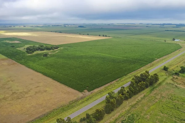 Mısır ekimi, Buenos Aires Eyaleti, Arjantin.
