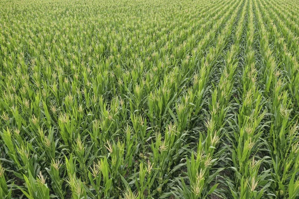 Cornfield Nella Provincia Pampa Argentina — Foto Stock