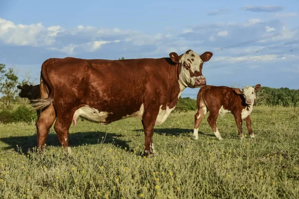 Szarvasmarha Borjú Pampas Vidék Pampa Tartomány Argentína — Stock Fotó