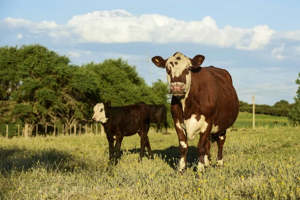 Sığır ve buzağı, Pampas kırsal, La Pampa Eyaleti