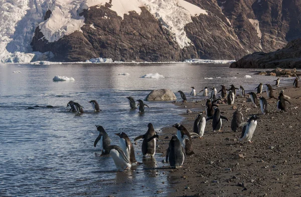 Montagne Innevate Nella Baia Paraiso Antartica — Foto Stock